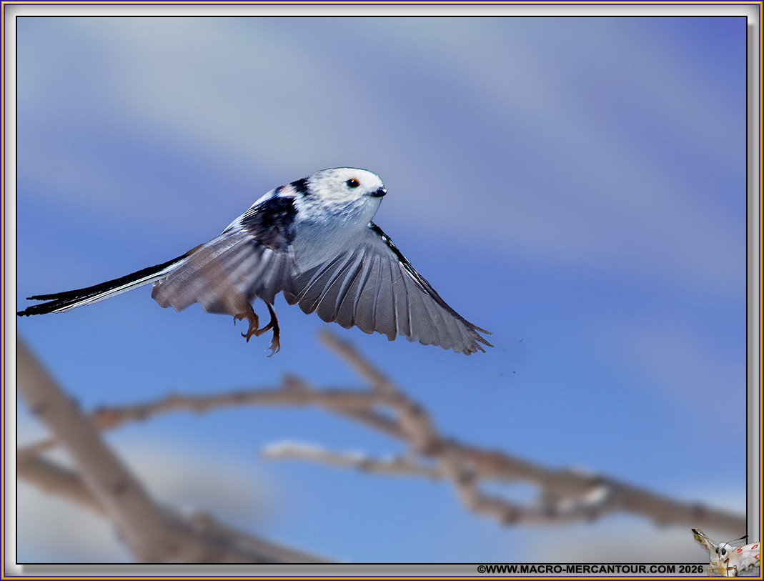 M&eacute;sange &agrave; longue queue